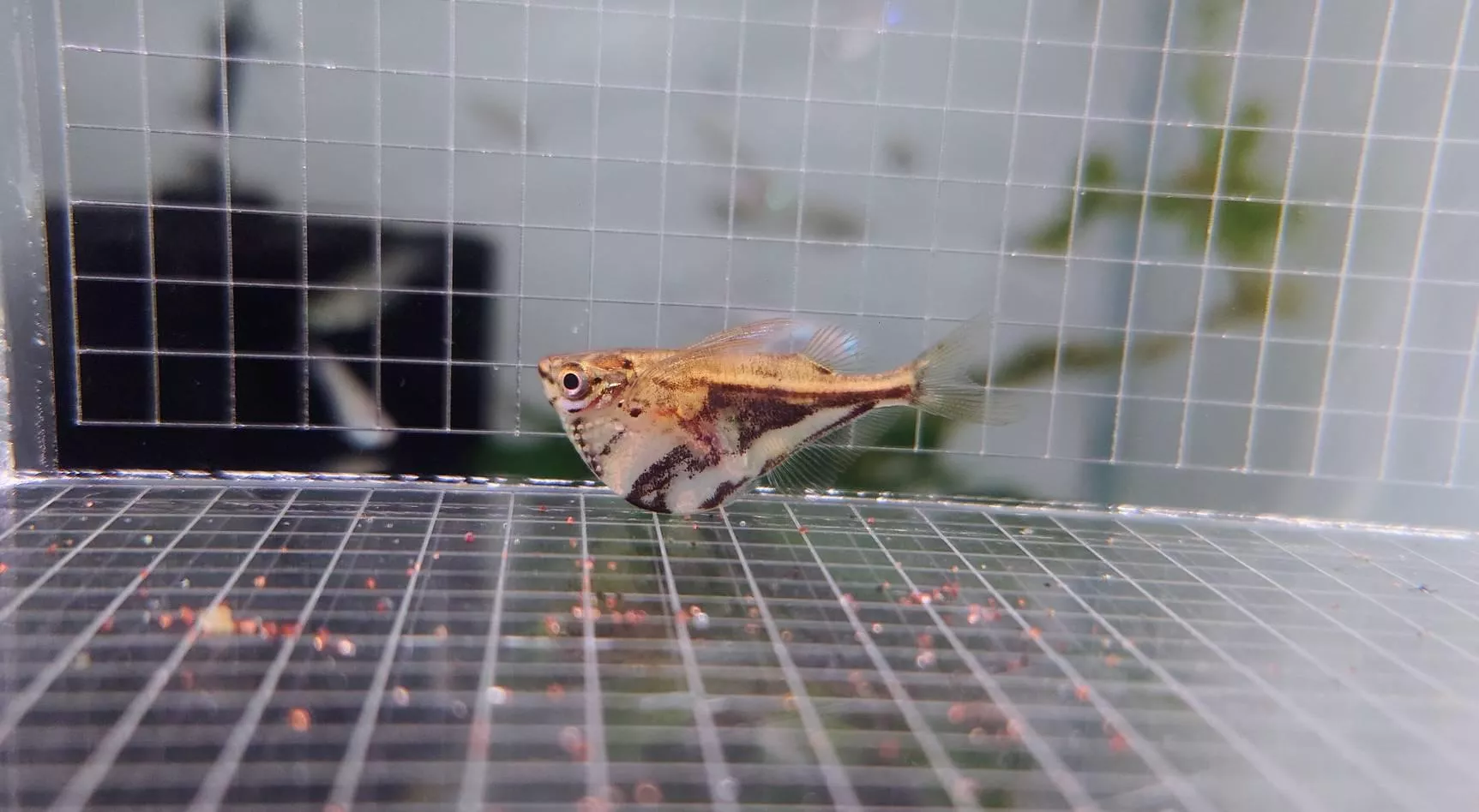 W陰陽燕子
