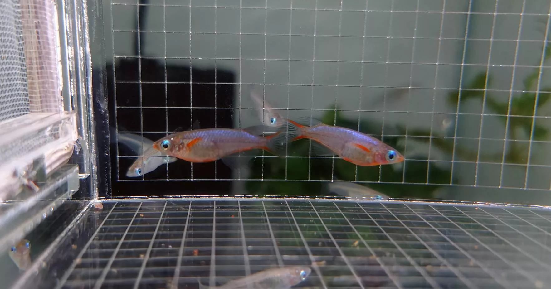 七彩稻田魚