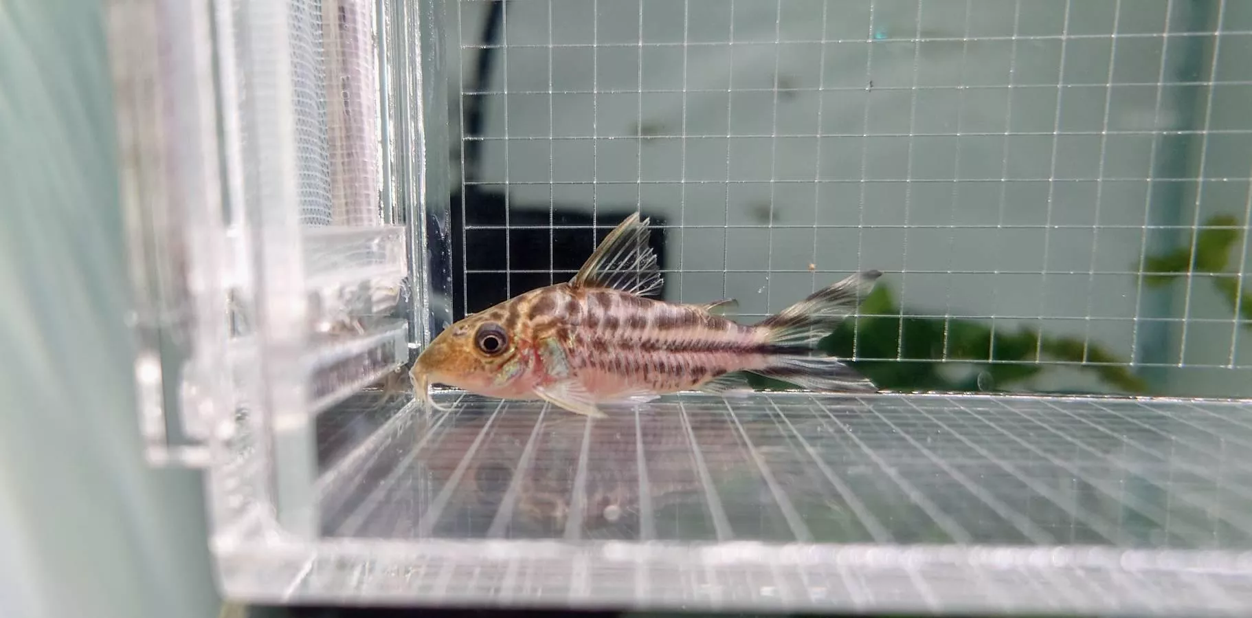 W飛鳳鼠