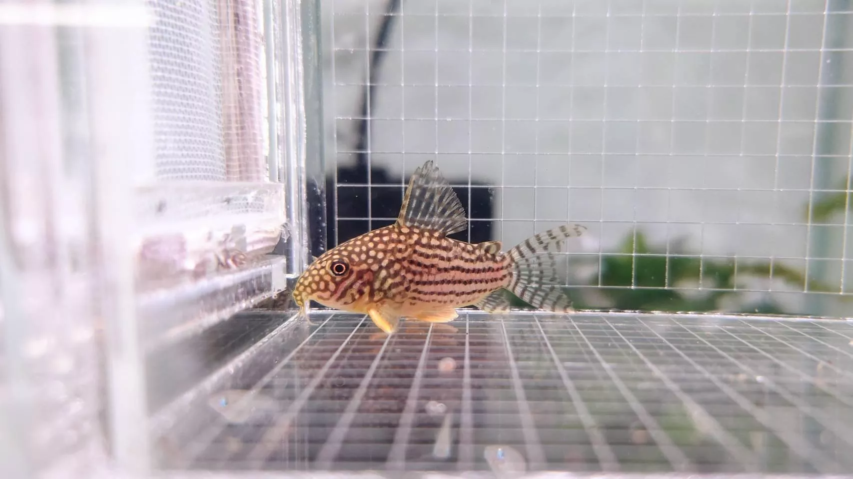 CB金翅珍珠鼠