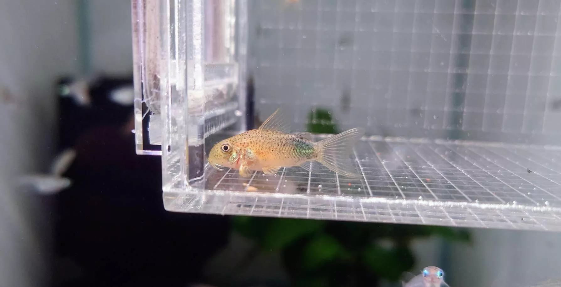CB帝王紫羅蘭鼠