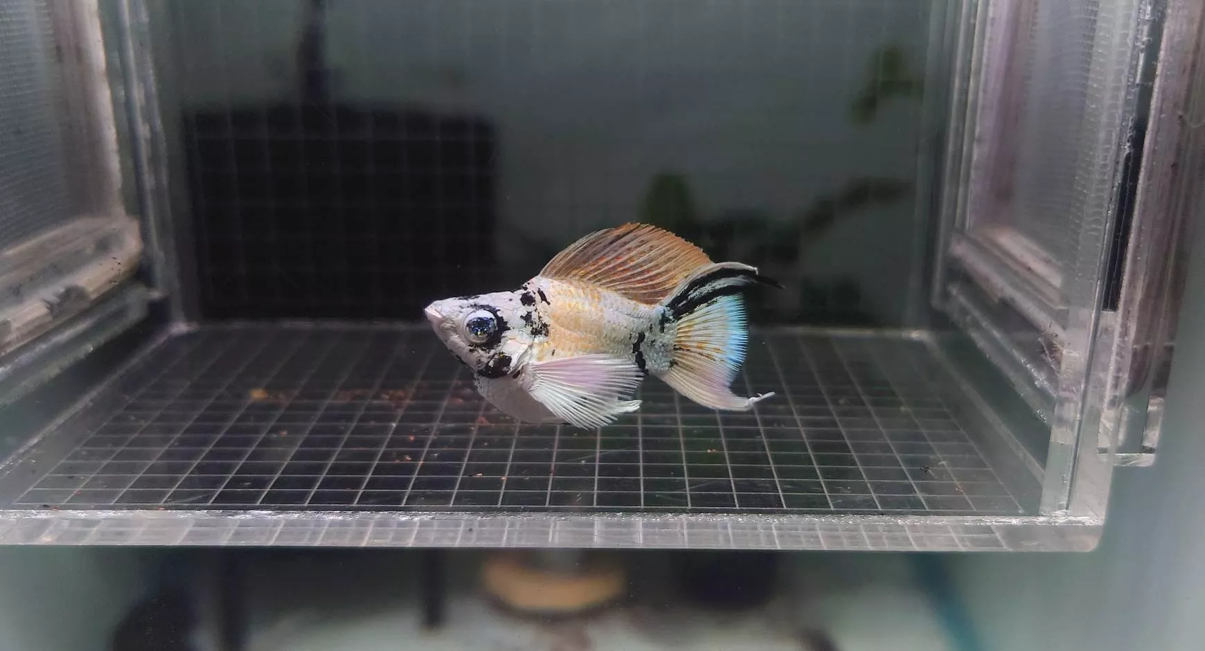 藍眼斑馬茉莉