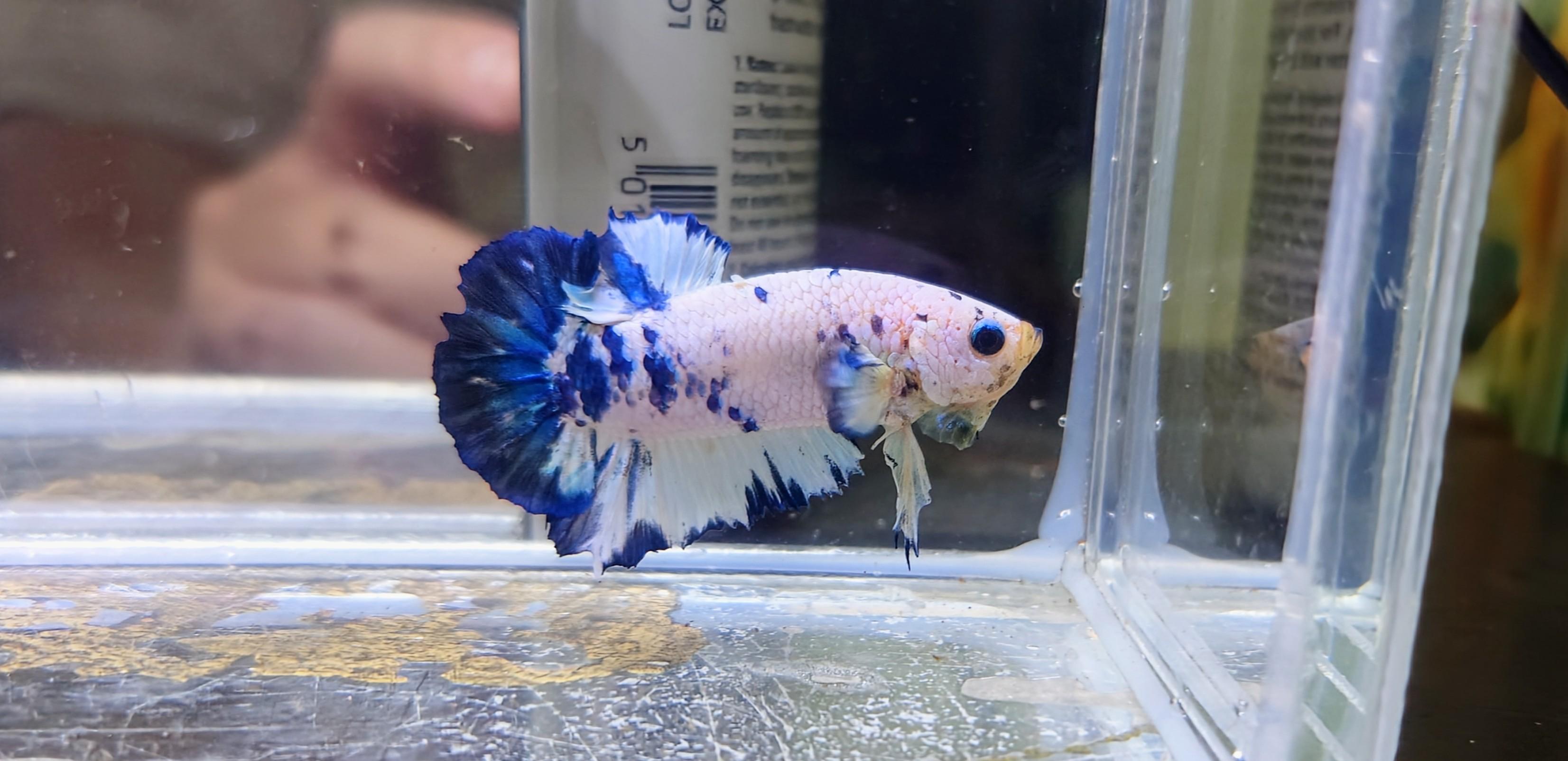 PK鬥魚