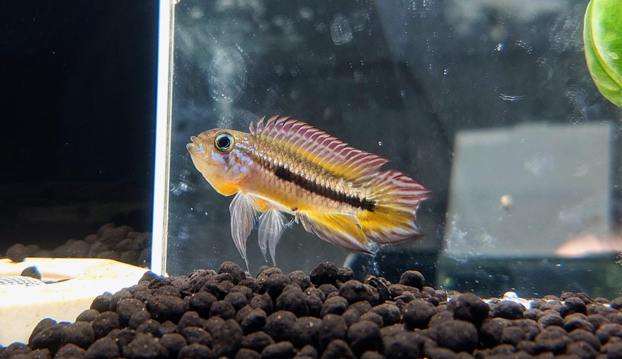 W舊金寶短鯛