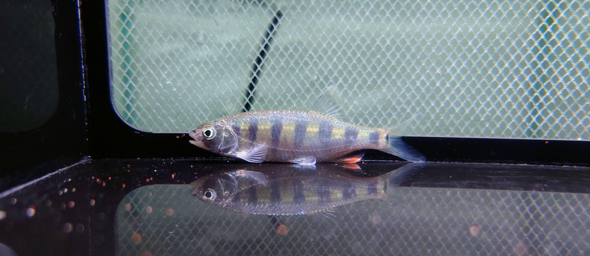 W白翅鏡魚