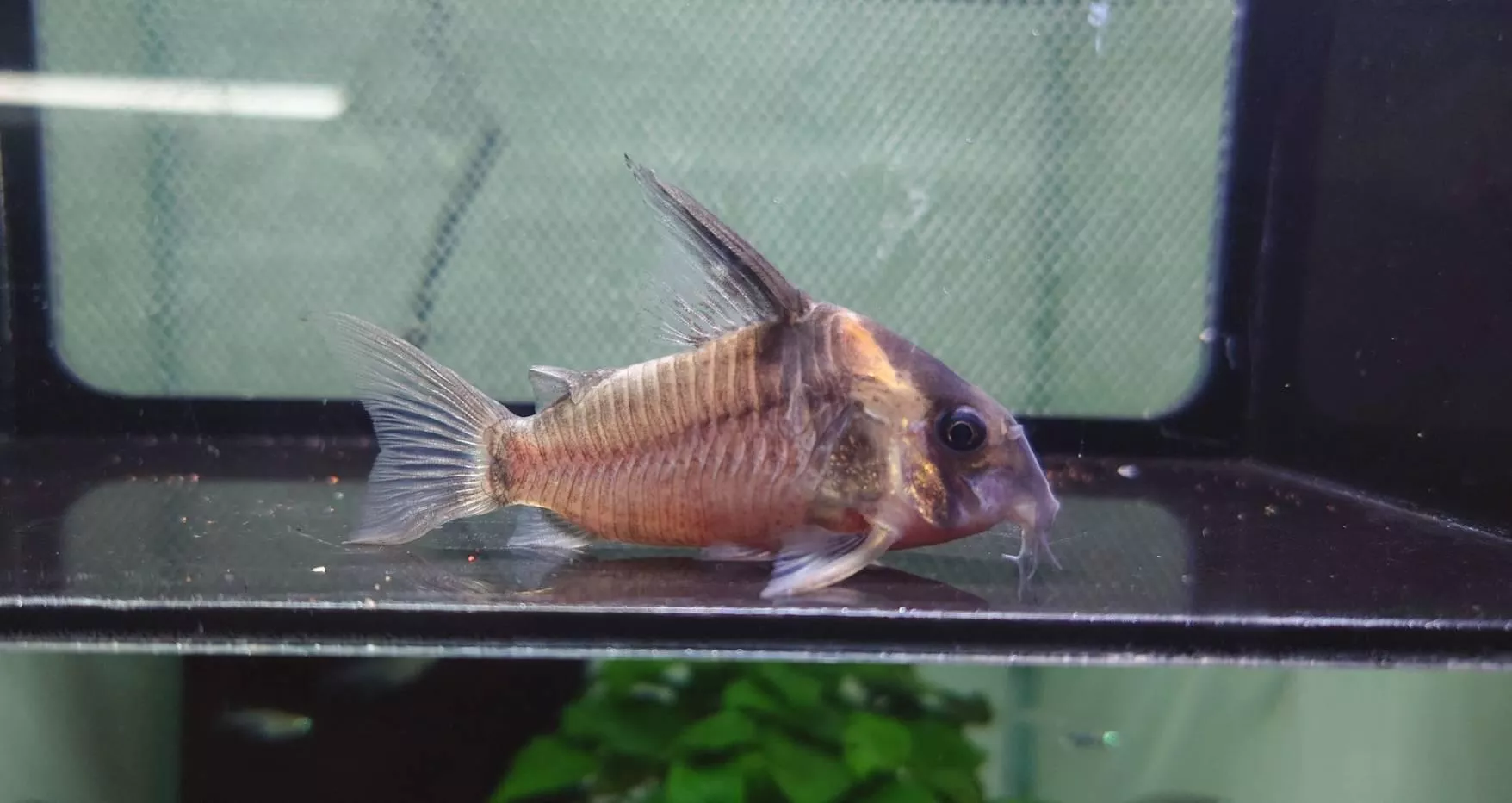 W黑箭紅頭鼠