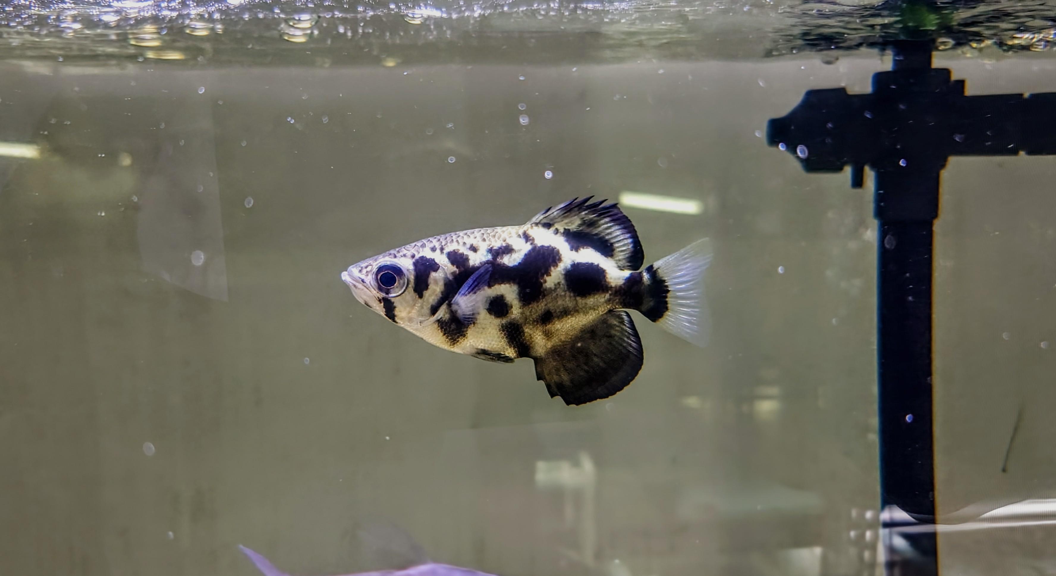 黃金豹紋射水魚