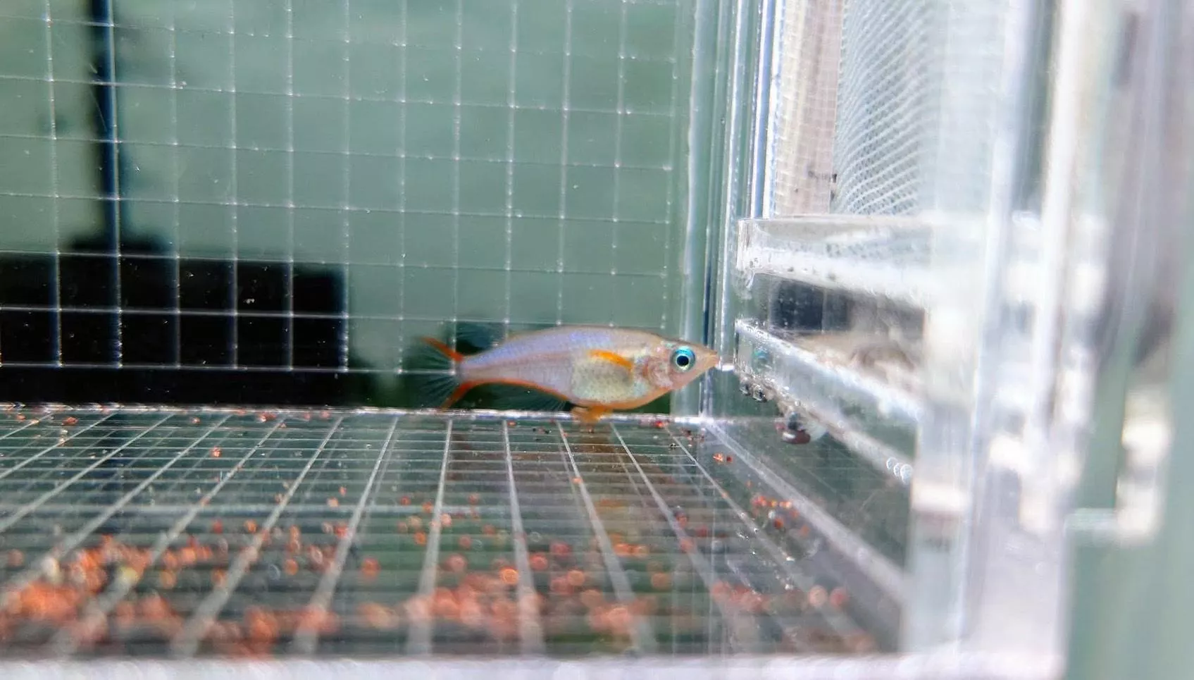 七彩稻田魚