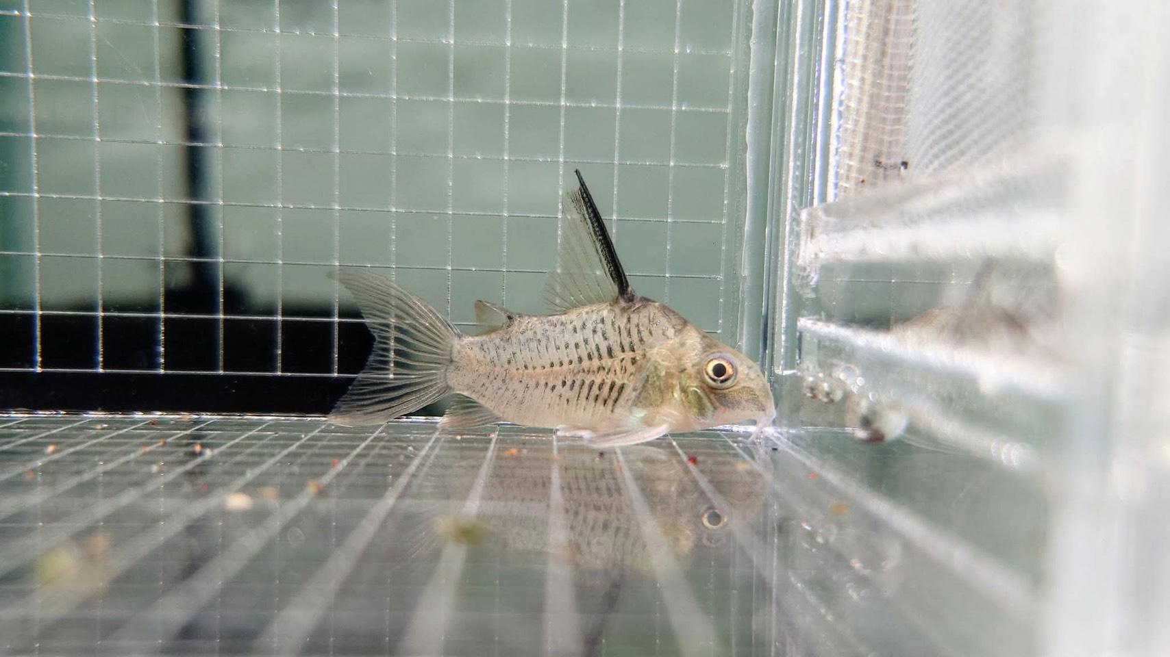 W高身米老鼠