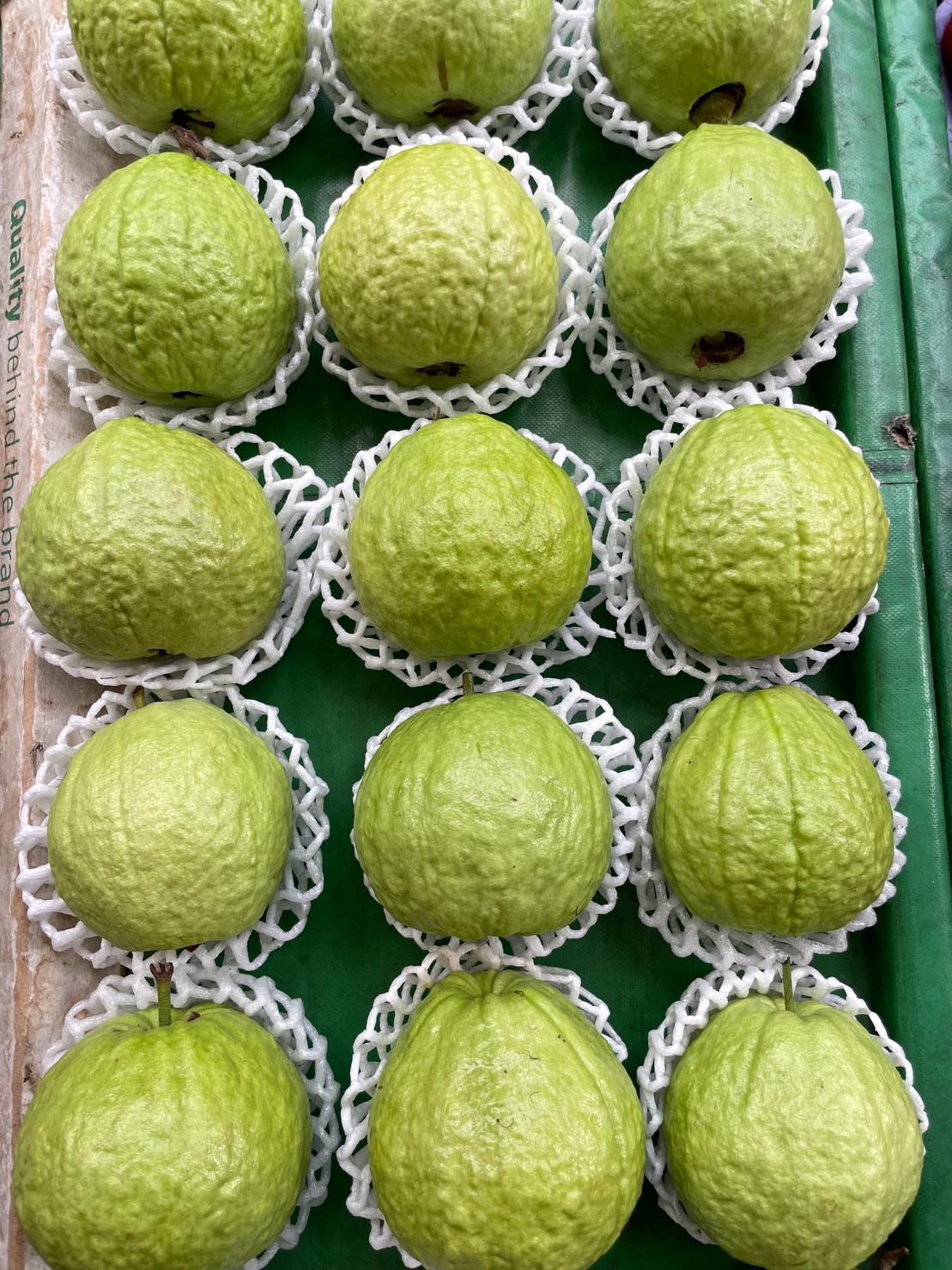 【小資組】燕巢珍珠芭樂