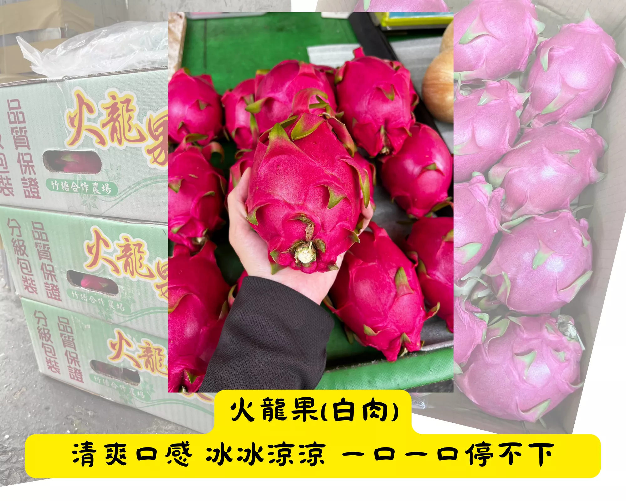 【小資組】白肉火龍果