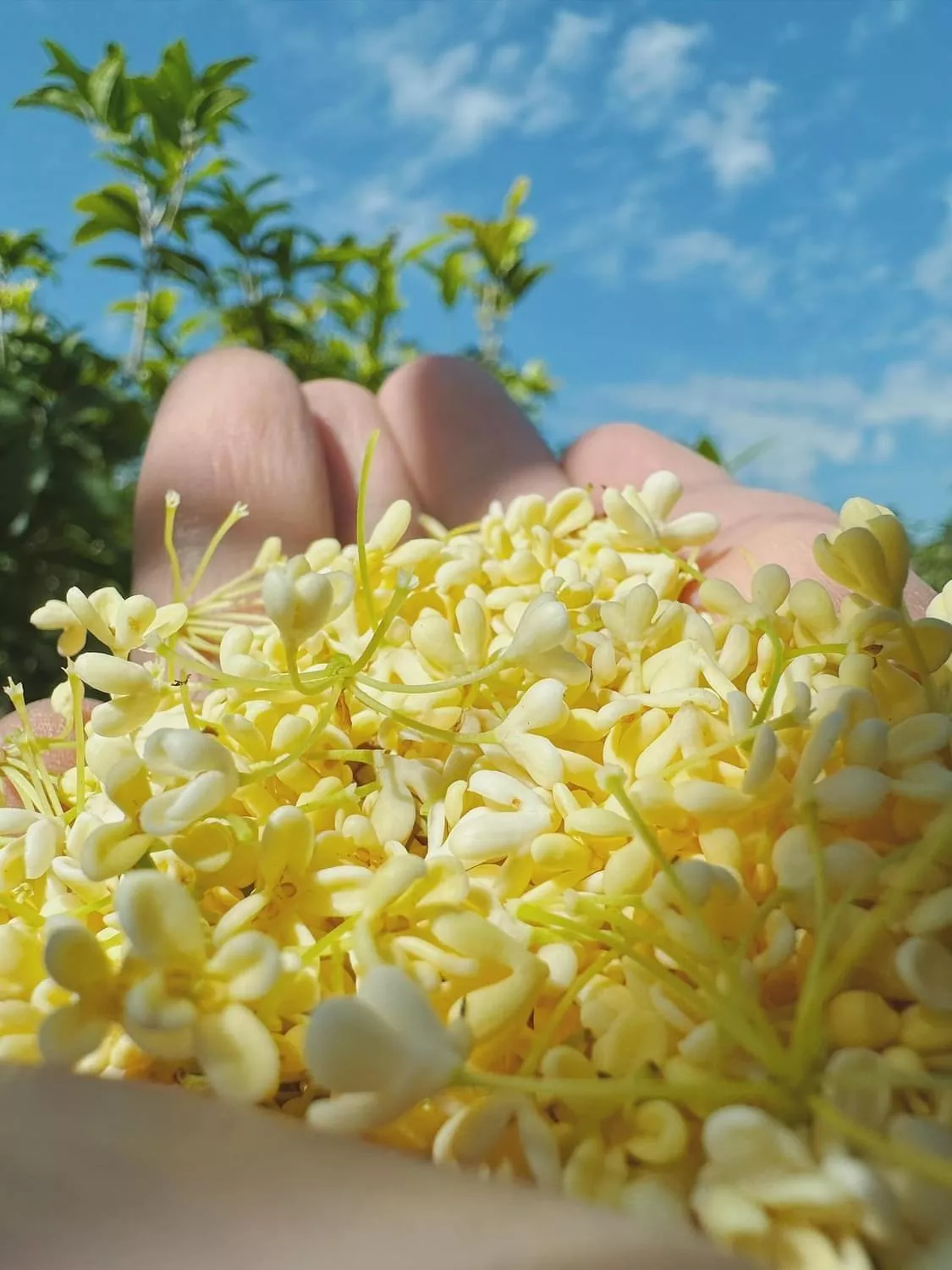 窨花桂花四季春烏龍茶