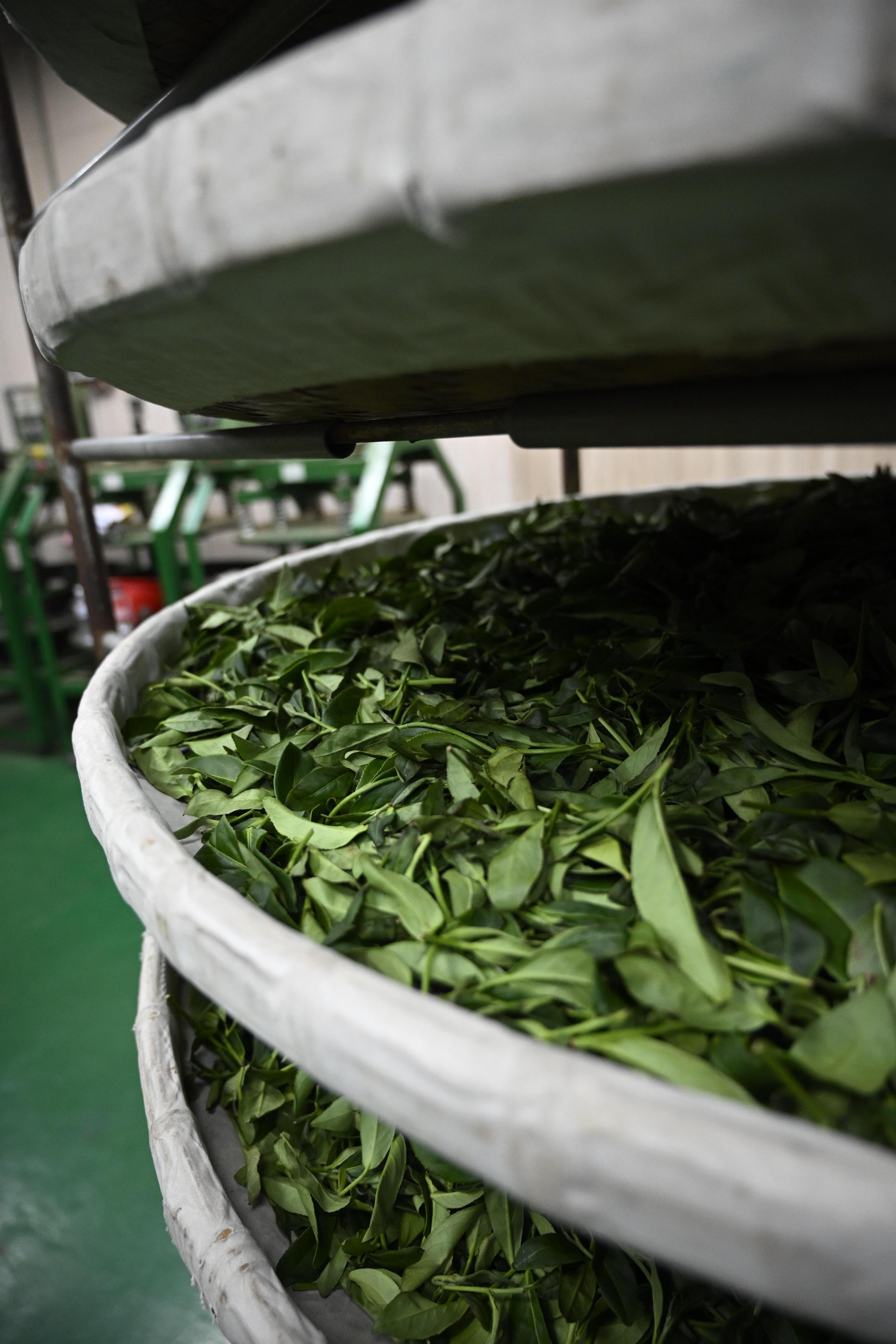 95K大禹嶺烏龍茶【2024冬】(75g一入)(絕版稀少)