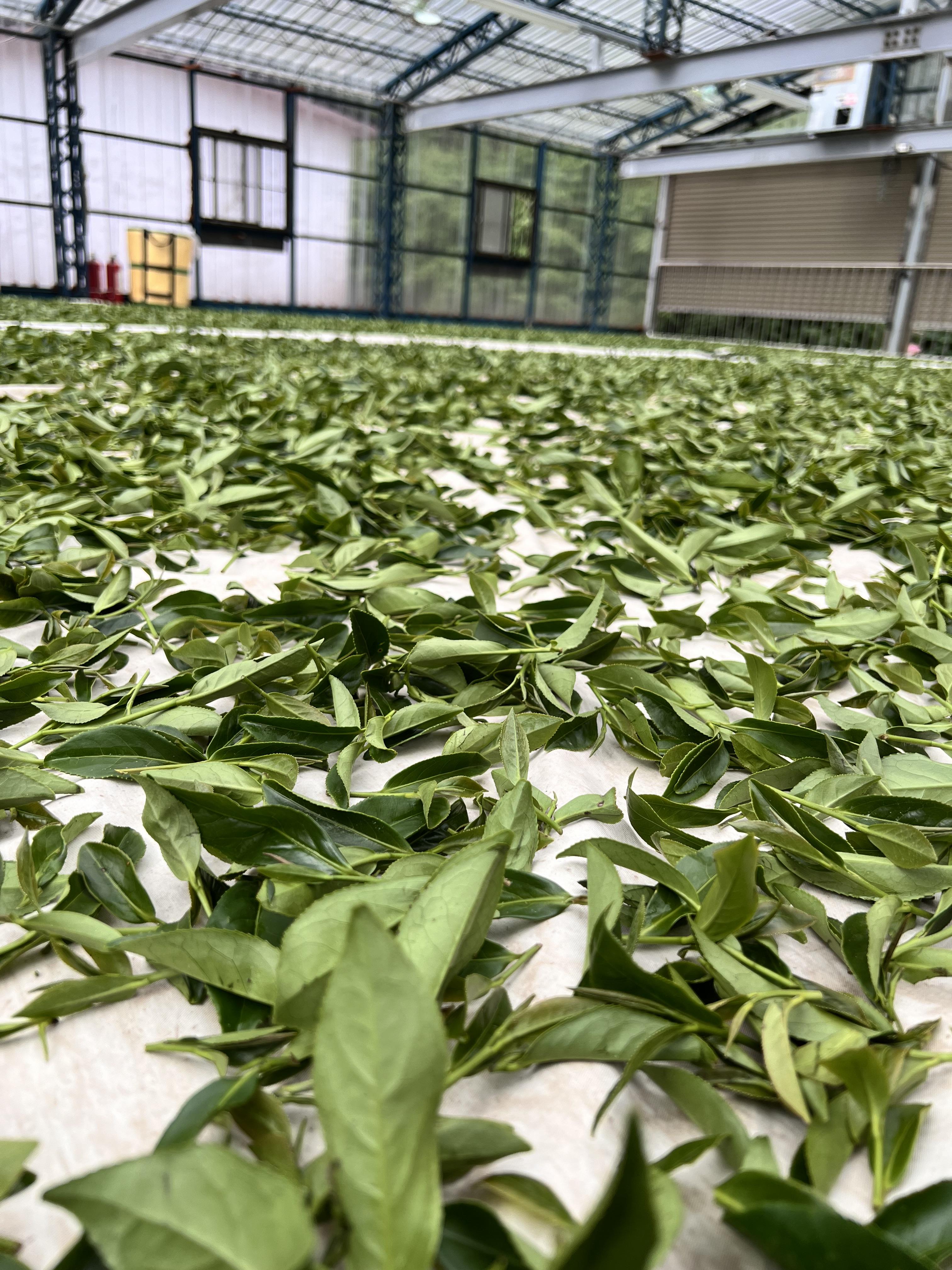 95K大禹嶺烏龍茶【2024冬】(75g一入)(絕版稀少)