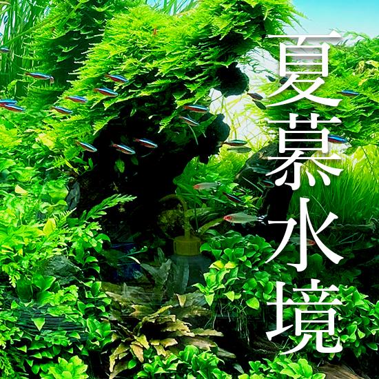 夏慕水境