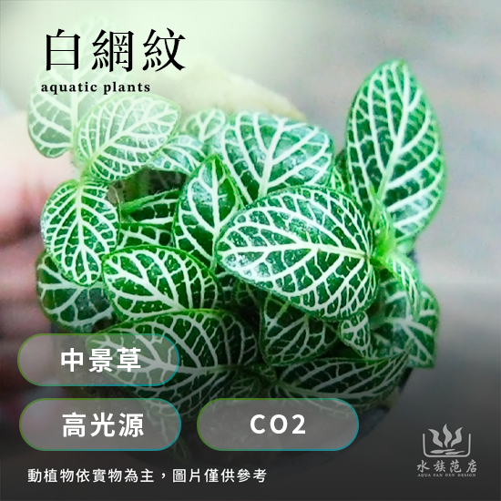 白網紋/中景草/高光源/CO2