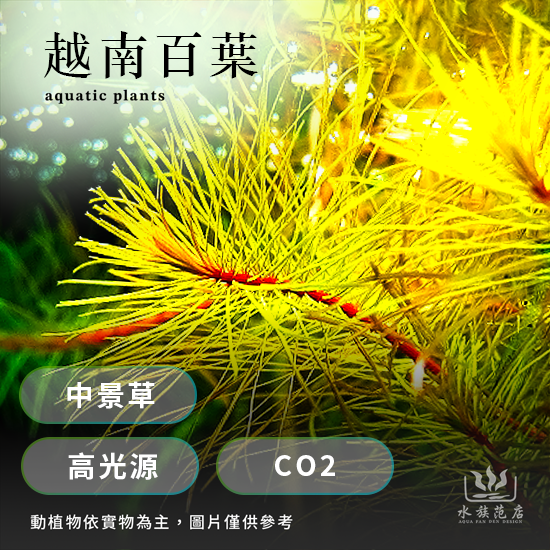 越南百葉 (水中葉)/後景草/新手級/耐熱/低光源陰性水草