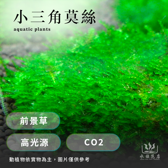 小三角莫絲/前景草/低光源/CO2