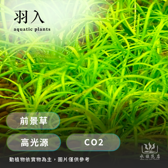 羽入/前景草/高光源/CO2