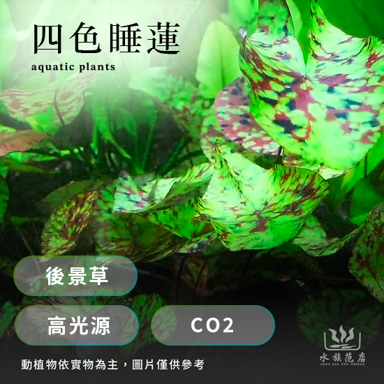 四色睡蓮/後景草/高光源/CO2