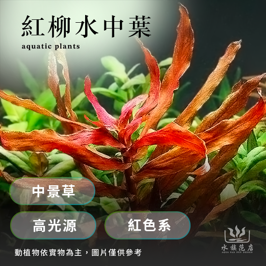 紅柳水中葉/中景草/高光源/紅色系水草