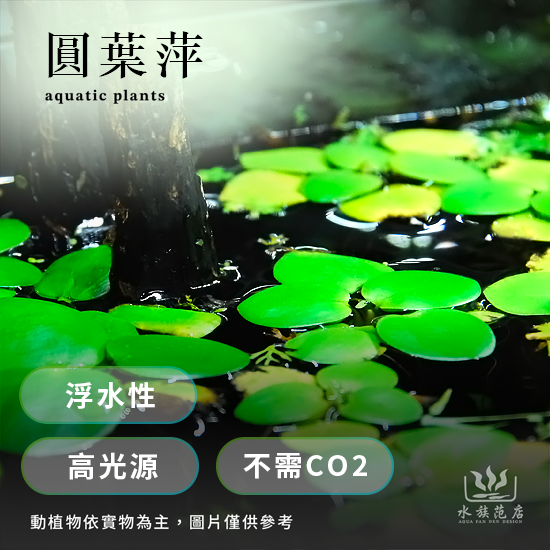 圓葉萍/浮水性/高光源/不需CO2