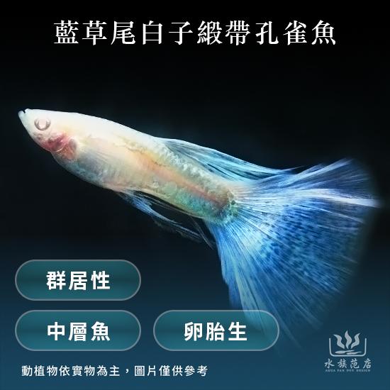 藍草尾白子緞帶（對魚）/孔雀魚