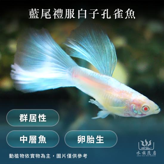 藍尾禮服白子/孔雀魚