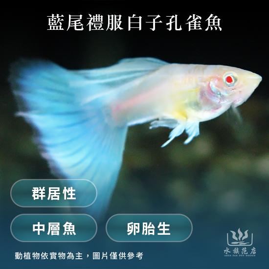 藍尾禮服白子/孔雀魚