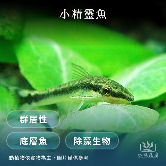 小精靈魚/異型/除藻生物(溫和)/清潔高手