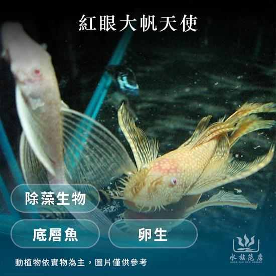 紅眼大帆天使(幼魚)/異型/清潔魚(溫和)