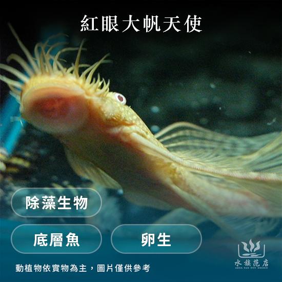 紅眼大帆天使(幼魚)/異型/清潔魚(溫和)