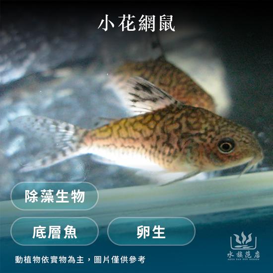 小花網鼠/鼠魚