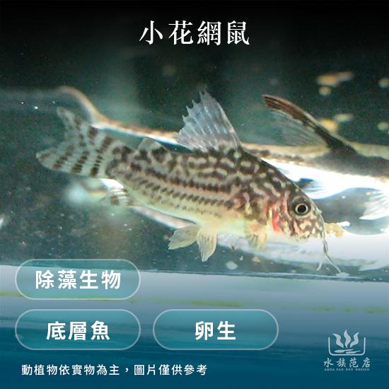 小花網鼠/鼠魚