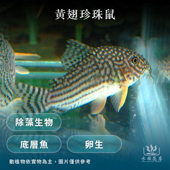 黃翅珍珠鼠/鼠魚