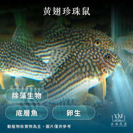 黃翅珍珠鼠/鼠魚