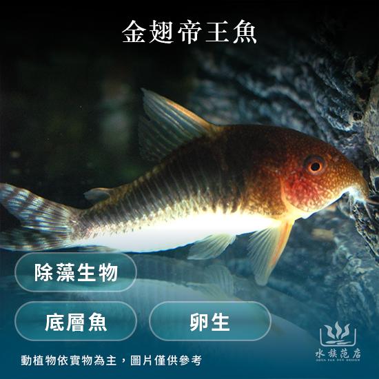 金翅帝王鼠/鼠魚