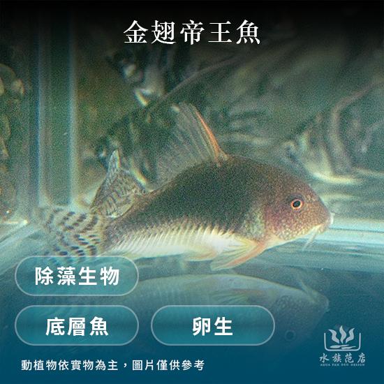 金翅帝王鼠/鼠魚