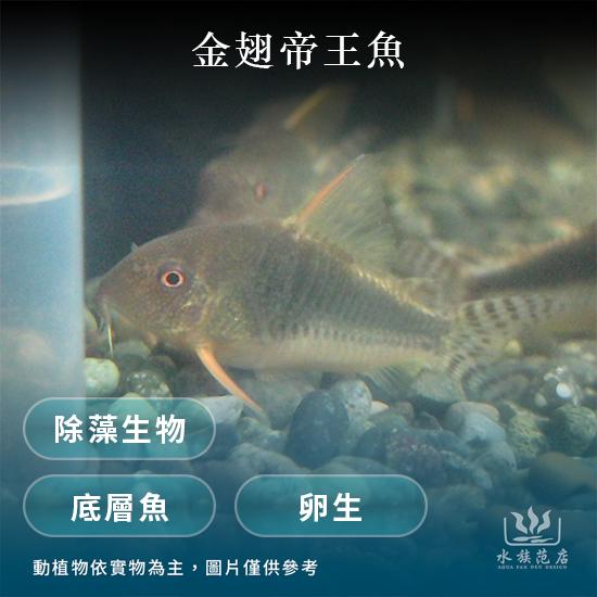 金翅帝王鼠/鼠魚