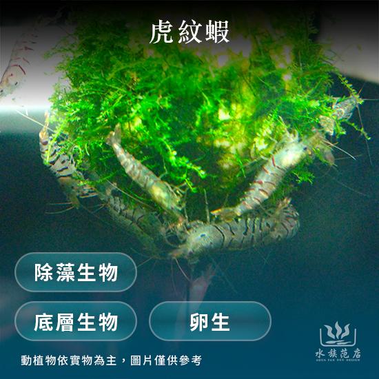 虎紋蝦/底層生物/卵生/除藻生物