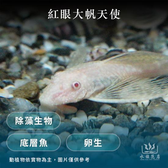 紅眼大帆天使(幼魚)/異型/清潔魚(溫和)