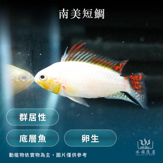 南美短雕/底層魚/卵生/群居性