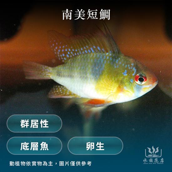 南美短雕/底層魚/卵生/群居性