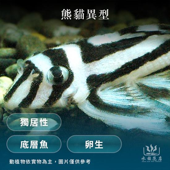 熊貓異型魚/獨居性/卵生/底層魚