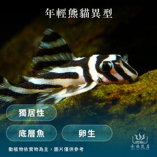 熊貓異型魚/獨居性/卵生/底層魚