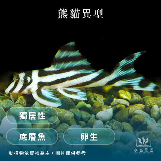 熊貓異型魚/獨居性/卵生/底層魚