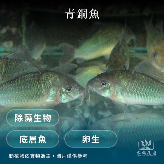 青銅魚/青銅鼠/鼠魚