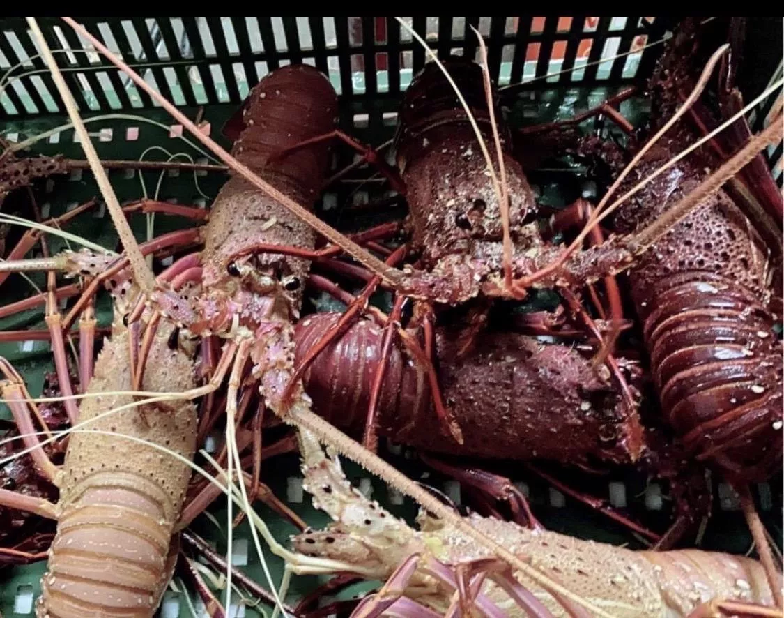 蝦膏多多 澳洲龍蝦 每天都在吃益生菌蛤蠣的龍蝦2800/kg