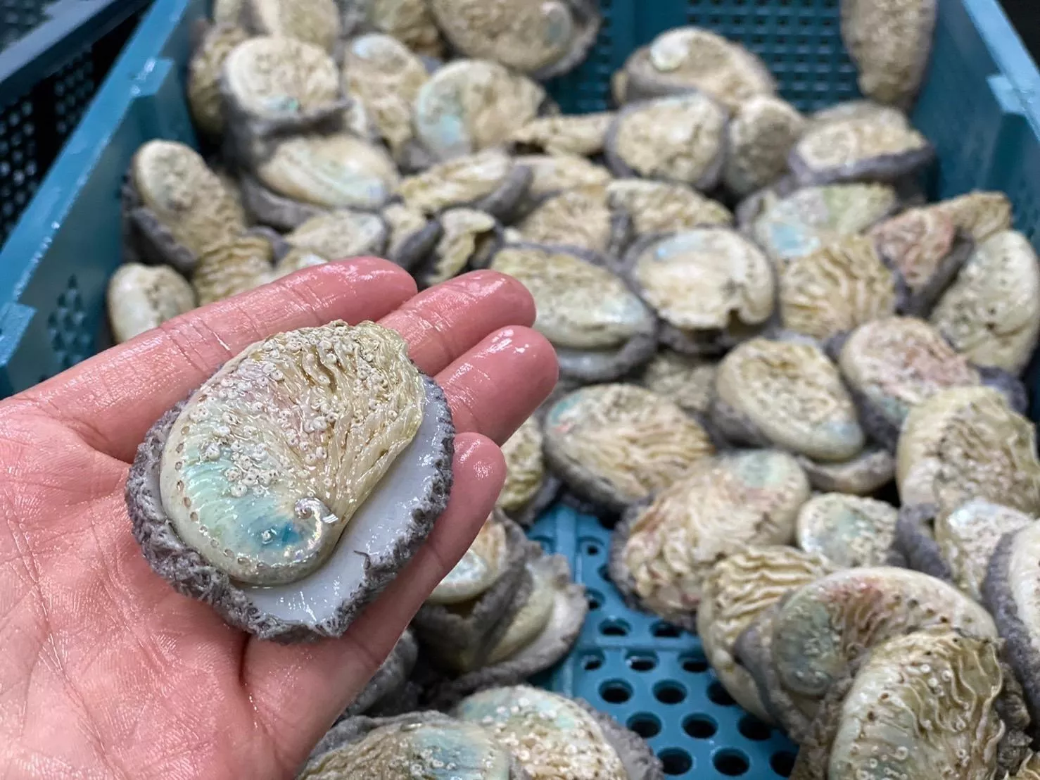 南非大鮑魚 單顆