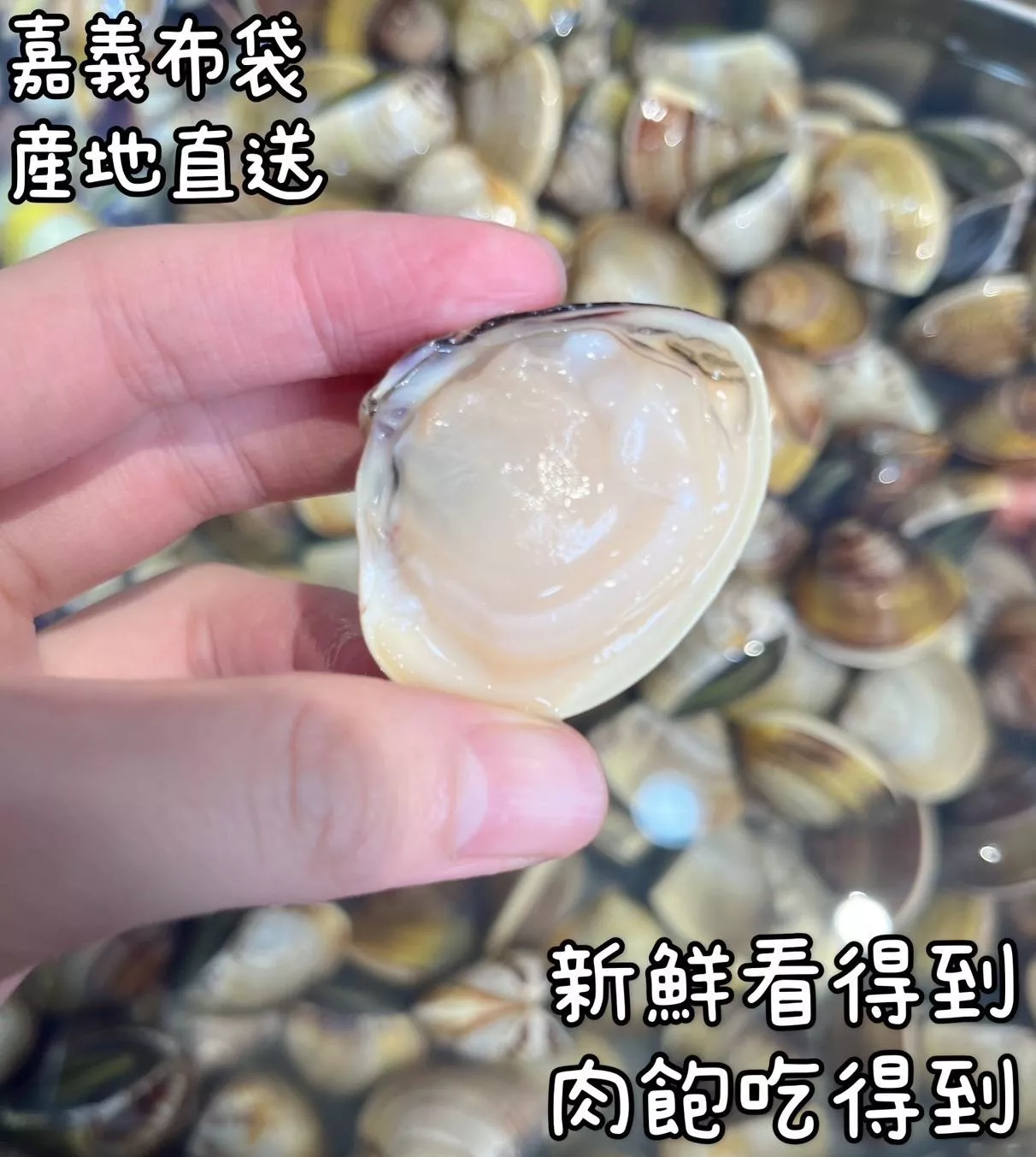 大布袋蛤蜊 600g (附贈海水吐沙
